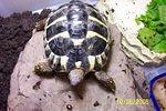 Hermann s tortoise