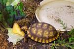 Kiwi eating canteloupe