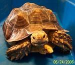 DB Sulcata