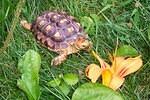 Three yr old Sulcata