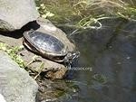 Western Painted basking April 2014