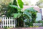 Banana plant