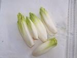 Endive