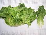 Escarole