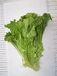 Green leaf lettuce