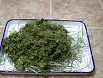 Orchard grass hay salad turnip greens escarole topped with organic herbal salad blend 