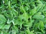 Plantain major