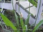 Plantain minor seed head