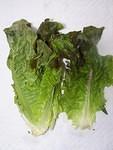 Red leaf lettuce
