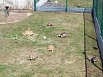 Sulcata variety