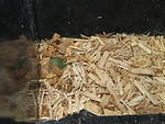 Red eared slider hatchlings