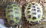 Healthy vs deformed RT top view