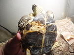 RT shell rot 2