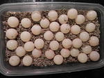 DSCN5344