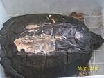 Snapping Turtle wound 