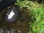 Snapping turtle back in pond