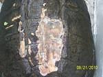 Snapping turtle wound cleansed