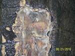 Snapping turtle wound close up