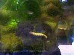 Snappers tugging superworm