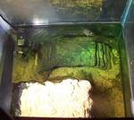 Snapping turtle hatchlings