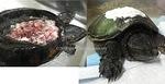 Snapping turtle sheered shell Oct 2018