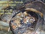Snapping turtle two weeks 