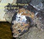 Snapping turtle with burns 