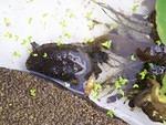 Little Snappy gets the worm