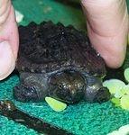 Little Snappy