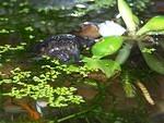 Snapping turtle hatchling 