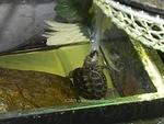 DBT March 2018 hatchling