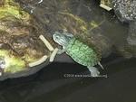 Hatchling RES 1 March 2018