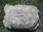 Sunny s shell healed up 3