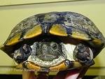 Red eared slider animal attack