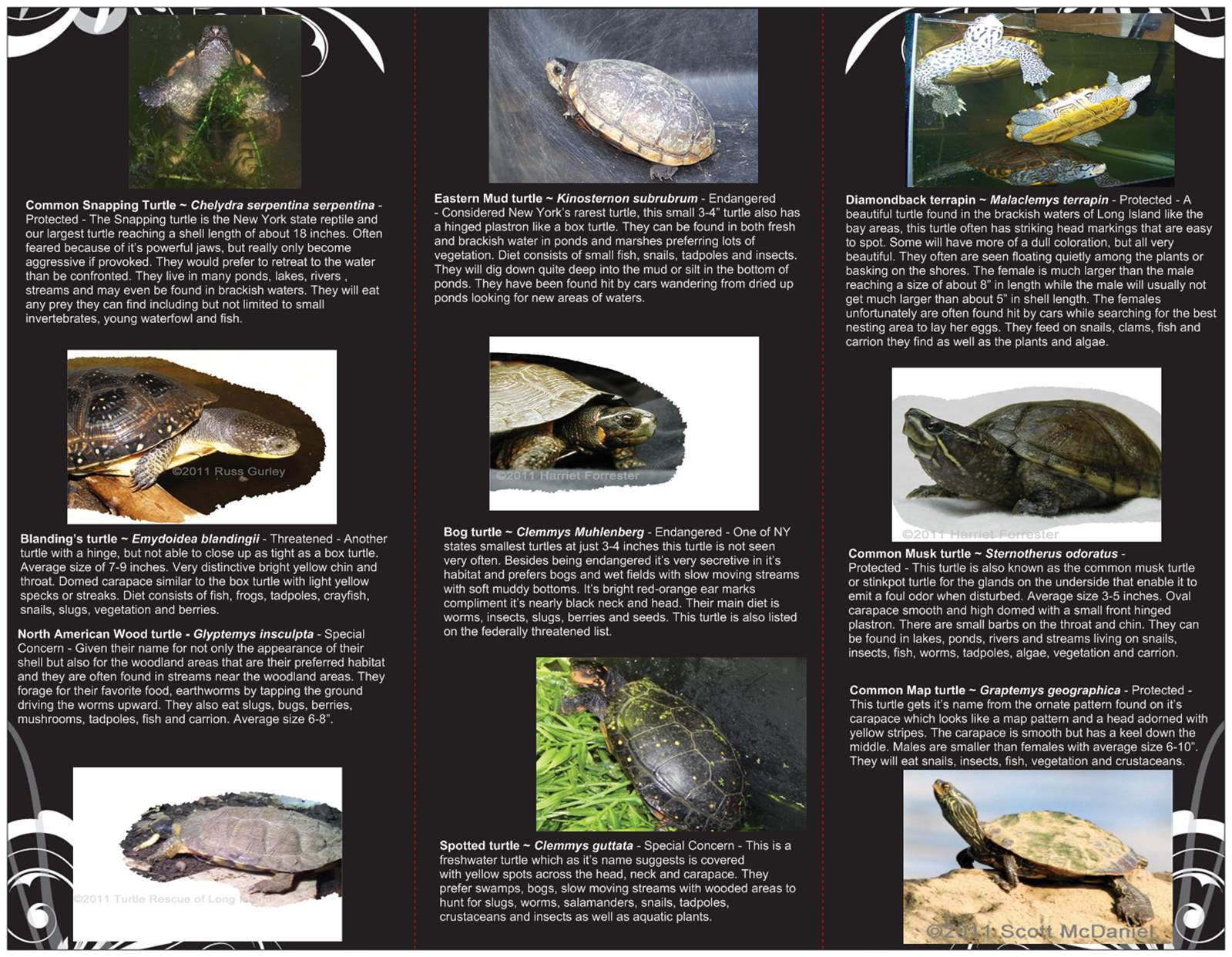 turtles of New York brochure 