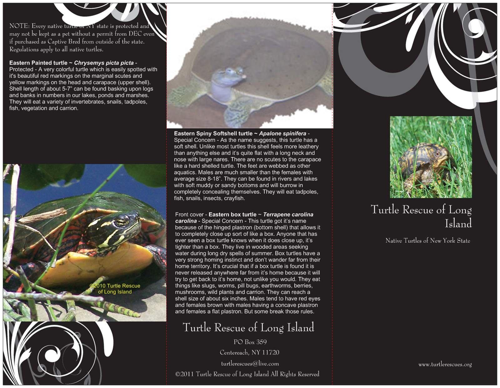 turtles of New York brochure 