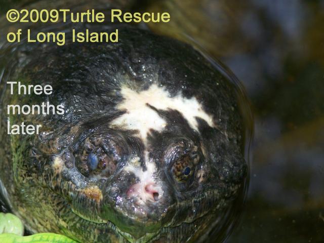 snapping turtle with burns 3 weeks later