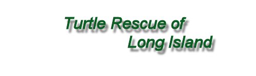 Long Island Turtle Rescue
