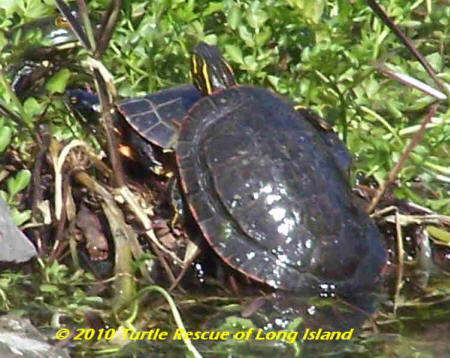 Turtles basking